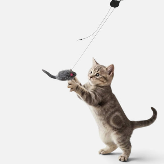 A tabby kitten playing with a Tailora hanging door teaser toy featuring a grey plush mouse on an elastic cord