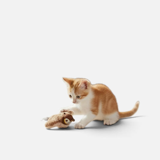 Tailora kitten playing with a soft plush interactive chirping bird toy on a white background