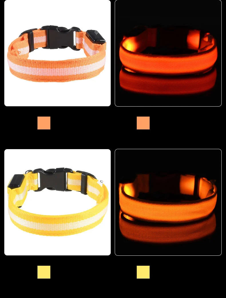 Tailora™ LED Night Safety Glow Leash