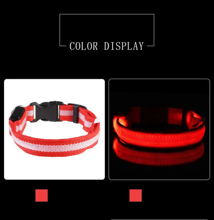 Tailora™ LED Night Safety Glow Leash