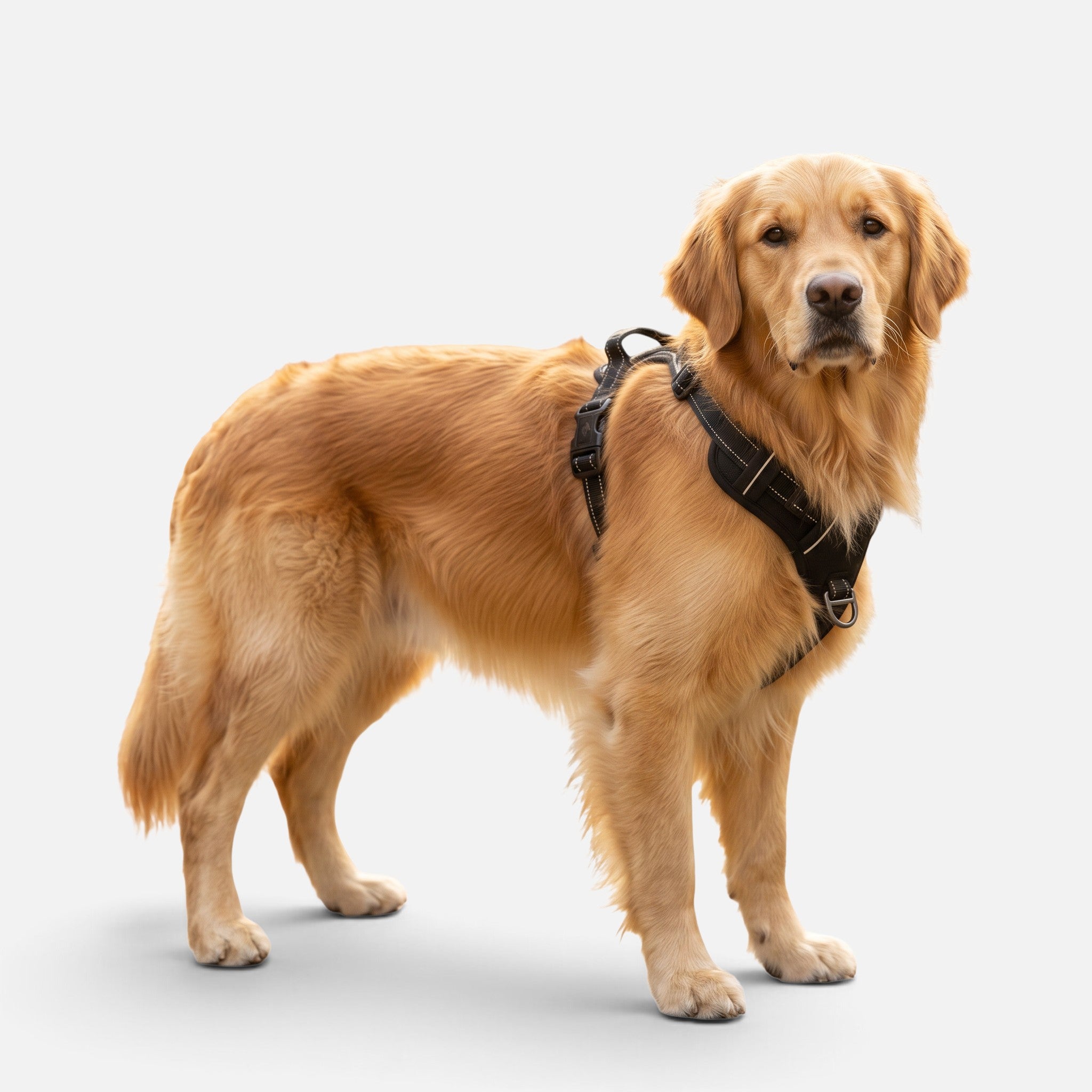 Tailora golden retriever wearing a black heavy-duty no-pull dog harness with reflective trim and a top control handle