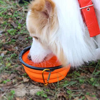 Tailora dog drinking from an orange collapsible silicone travel bowl with a metal carabiner clip on a grassy path.