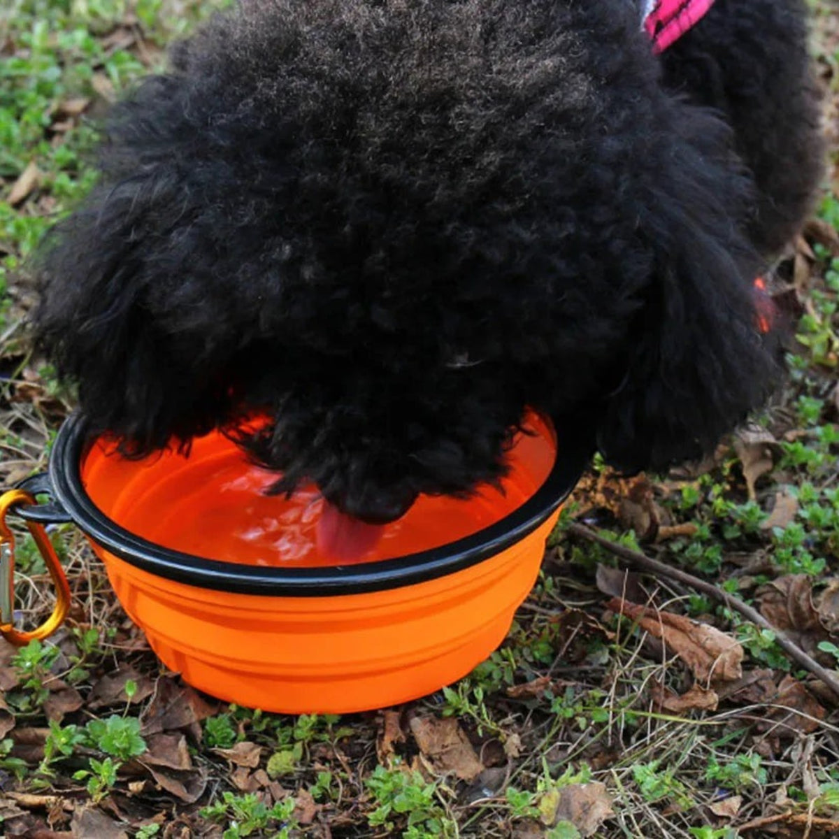 A black dog drinking water from an orange Tailora collapsible silicone travel bowl outdoors on the grass.
