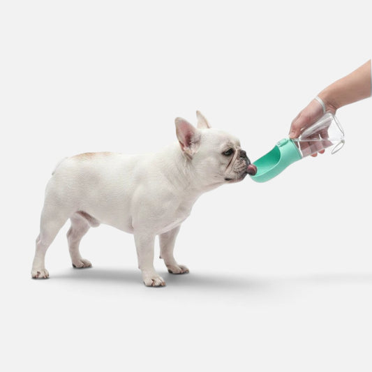 Tailora leak-proof travel water bottle with mint green trough being used by a white French Bulldog