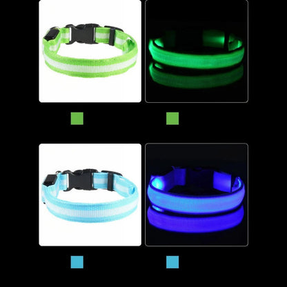 Tailora LED dog collars in green and blue, shown in daylight and glowing in the dark with adjustable buckle clips.