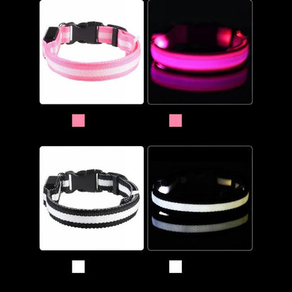 Tailora LED dog collars in pink and white, shown in daylight and glowing brightly in the dark for night safety.