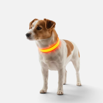 Tailora LED safety collar glowing orange on a Jack Russell Terrier for high visibility during night walks