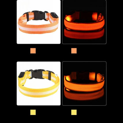 Tailora LED safety dog collars in orange and yellow, shown in daylight and glowing in the dark.