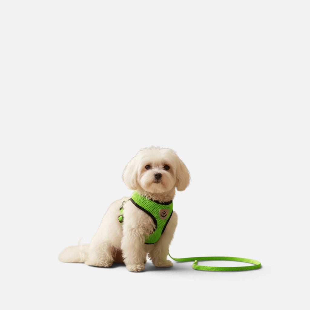 Tailora small white dog wearing a bright neon green breathable mesh step-in harness with a matching leash