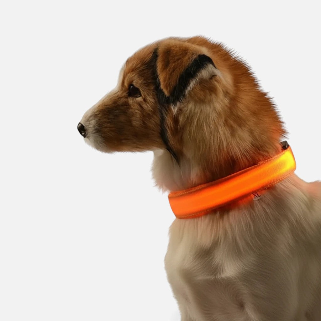 Tailora dog wearing a bright orange LED safety collar for nighttime visibility