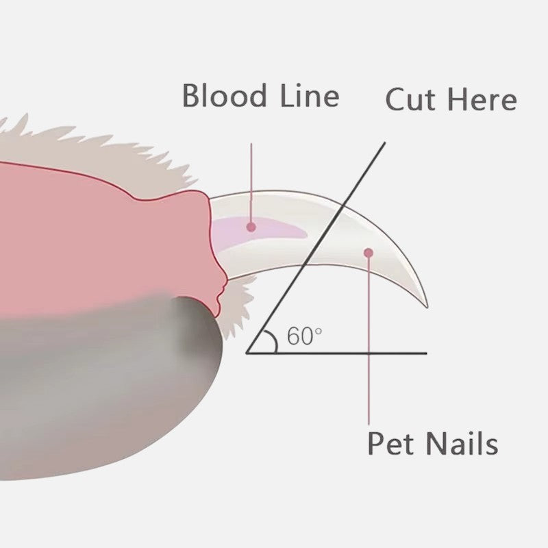 Tailora diagram showing the correct 60-degree angle for trimming pet nails to avoid the blood line