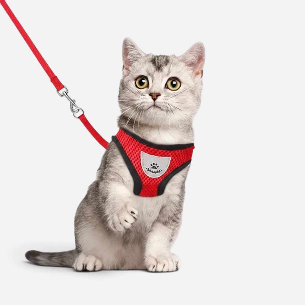 Tailora red breathable air-mesh step-in harness and matching leash worn by a grey tabby cat