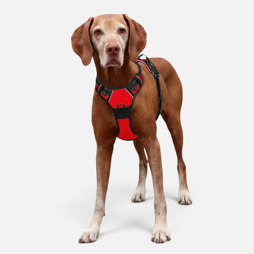 Tailora red heavy-duty no-pull dog harness with reflective trim worn by a dog on a white background