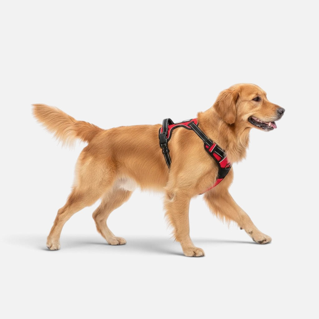 Golden Retriever wearing a red Tailora heavy-duty no-pull dog harness with reflective trim and top control handle