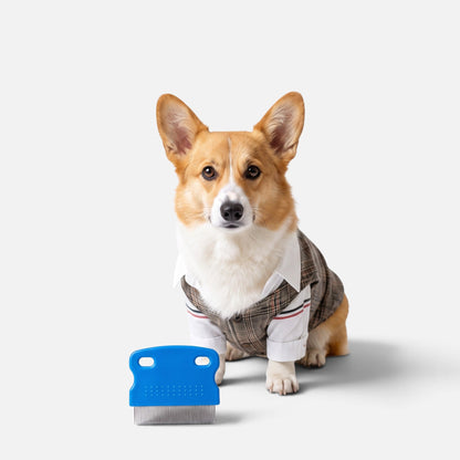 Tailora stainless steel flea comb with blue ergonomic handle placed in front of a Corgi wearing a vest